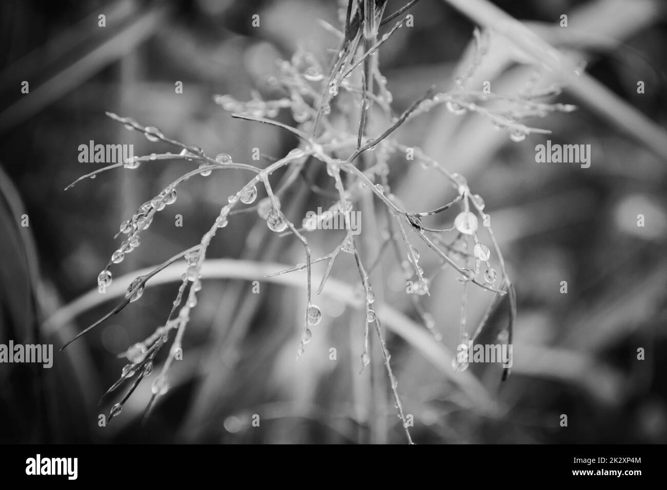 Macro rugiada gocce su erba, bianco e nero, gocce su erba dopo la pioggia ravvicinato Foto Stock