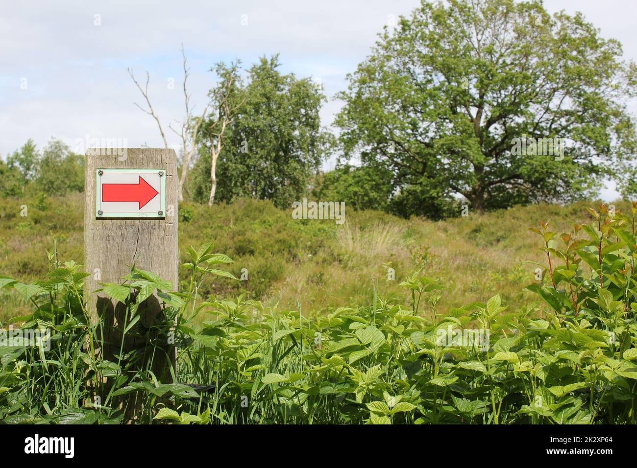 Nord tedesco freccia rossa direzione segno prato foresta natura Germania. Foto Stock