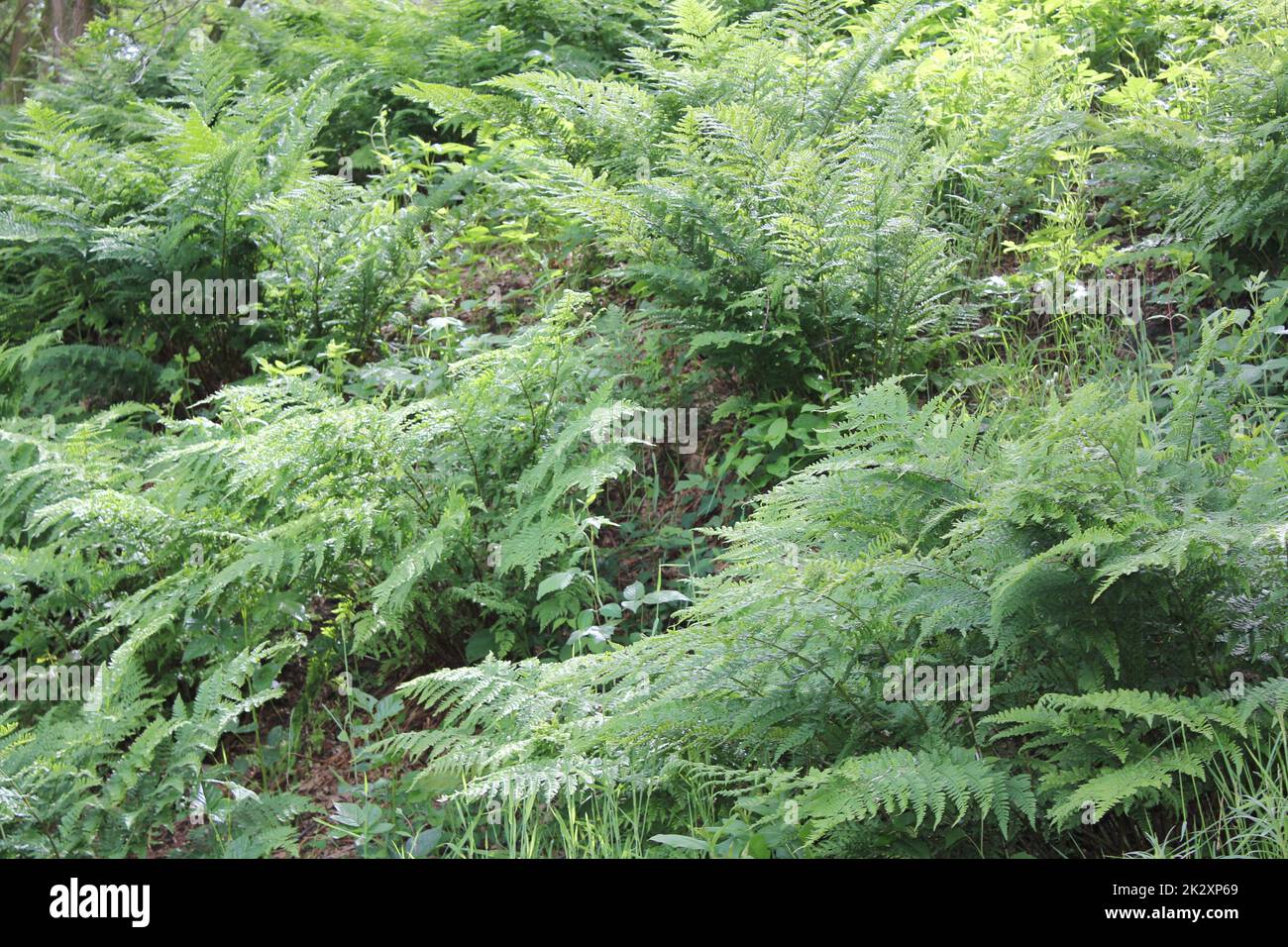 Germania nord prato foresta erba muschio natura paesaggio panorama Germania. Foto Stock