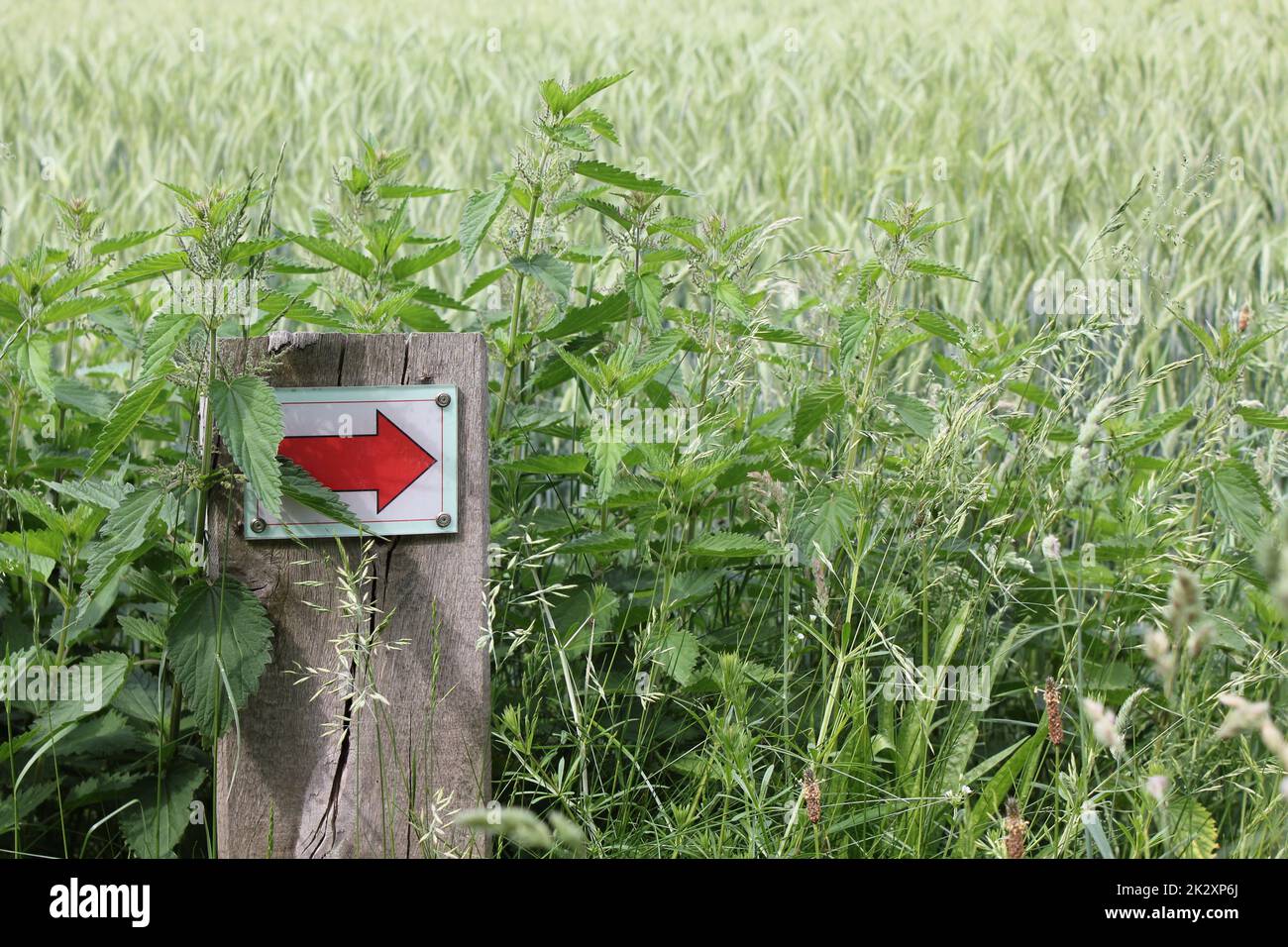 Nord tedesco freccia rossa direzione segno prato foresta natura Germania. Foto Stock