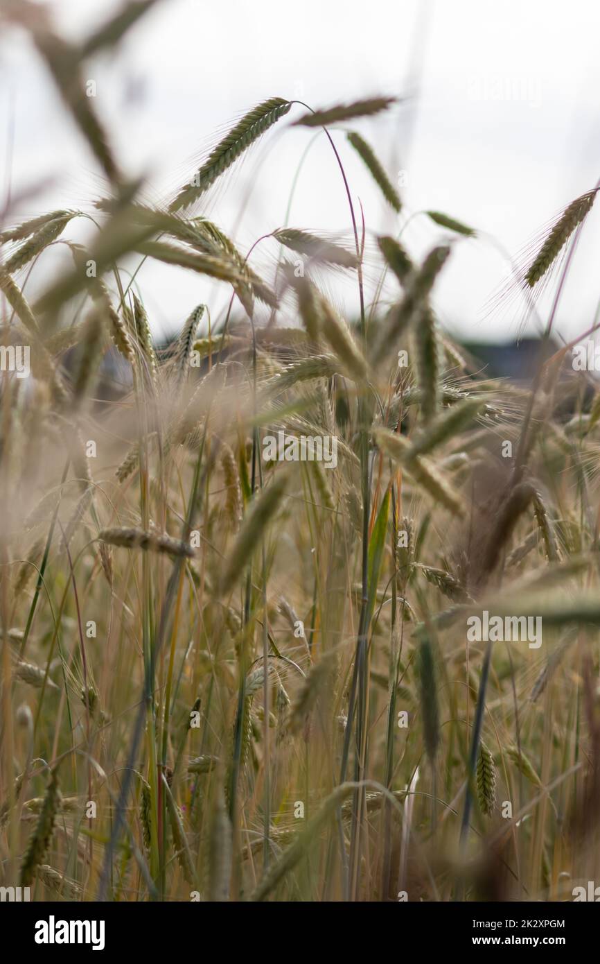 La coltivazione del terreno con cereali, la maturazione del grano in attesa della raccolta estiva e gli ingredienti agricoli freschi con l'agricoltura biologica hanno bisogno di gocce di pioggia sul terreno fresco per la produzione di pane e cereali Foto Stock