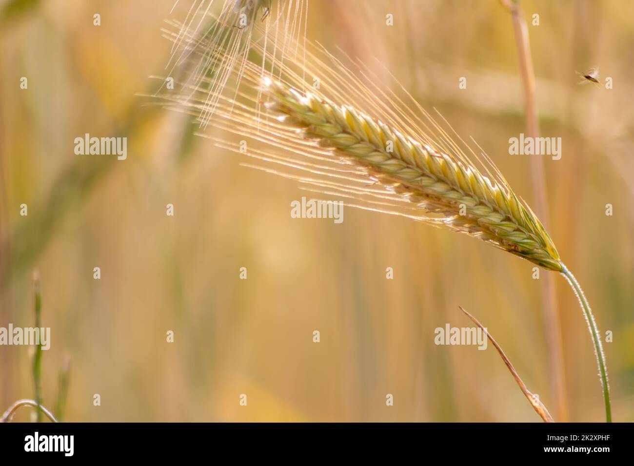 La coltivazione del terreno con cereali, la maturazione del grano in attesa della raccolta estiva e gli ingredienti agricoli freschi con l'agricoltura biologica hanno bisogno di gocce di pioggia sul terreno fresco per la produzione di pane e cereali Foto Stock