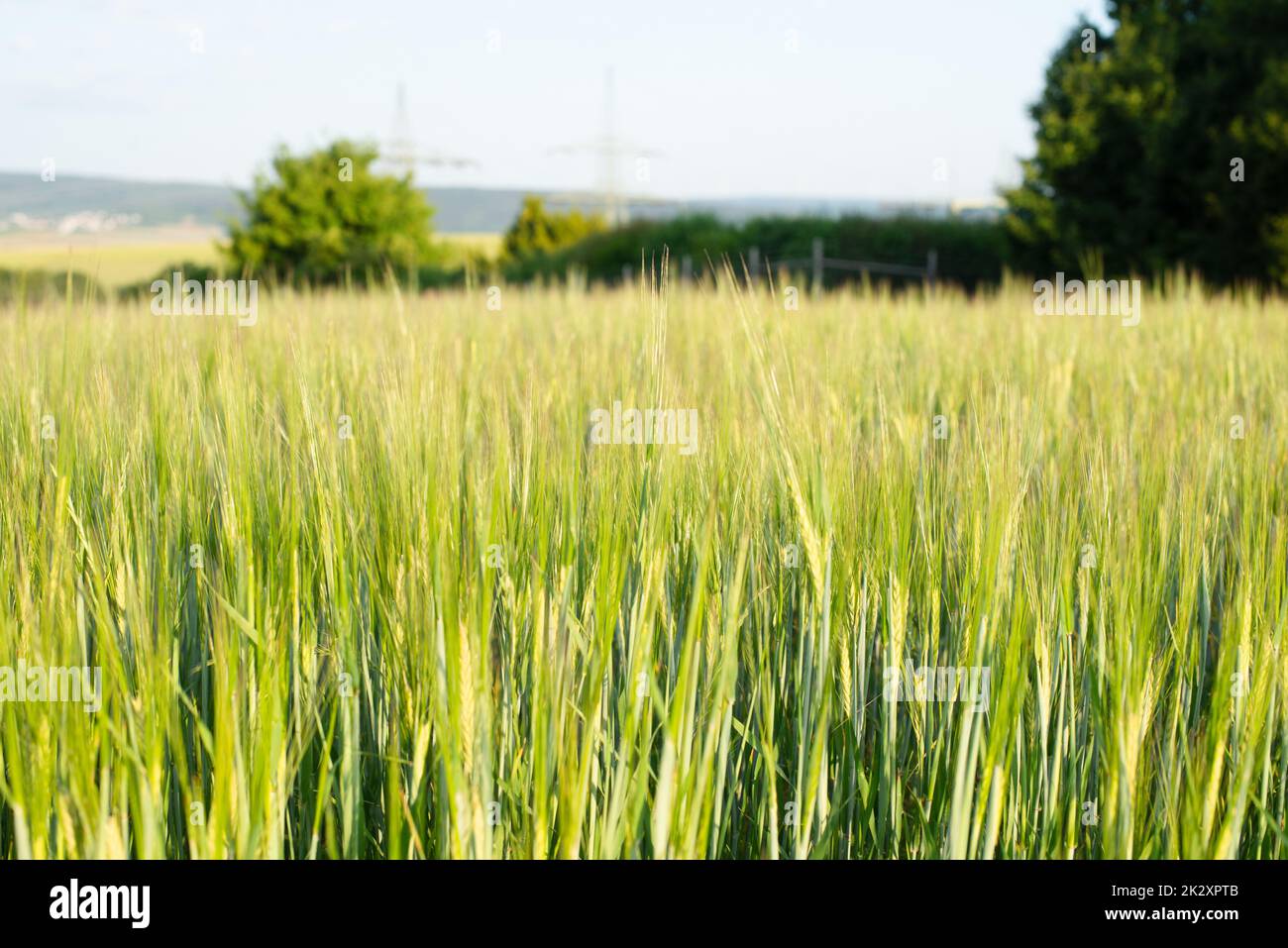 Campo con grano coltivato in Germania, raccolto in estate, agricoltura per cibo, terreni agricoli in campagna Foto Stock