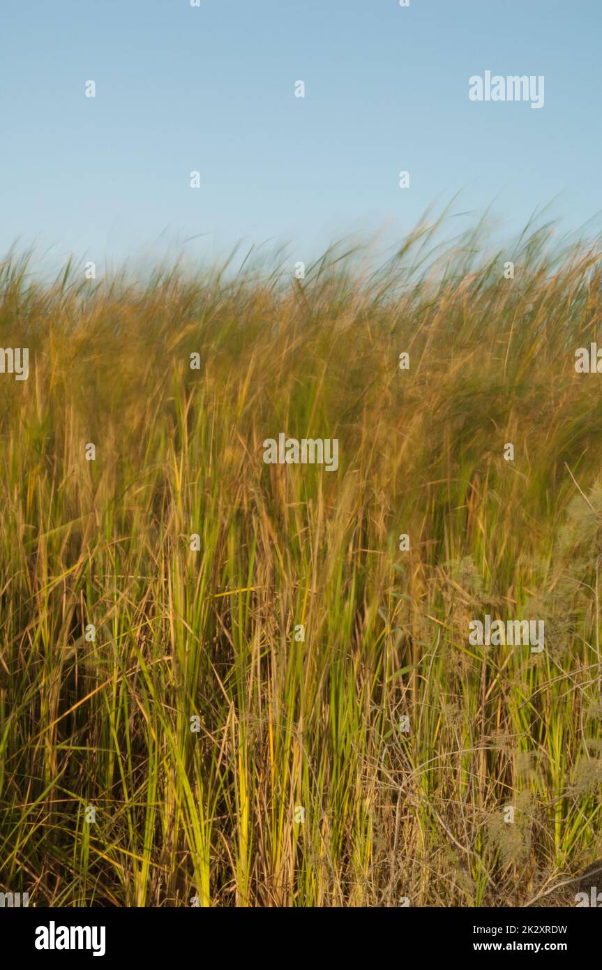 Le lattails di Broadleaf Typha latifolia mossi dal vento. Foto Stock