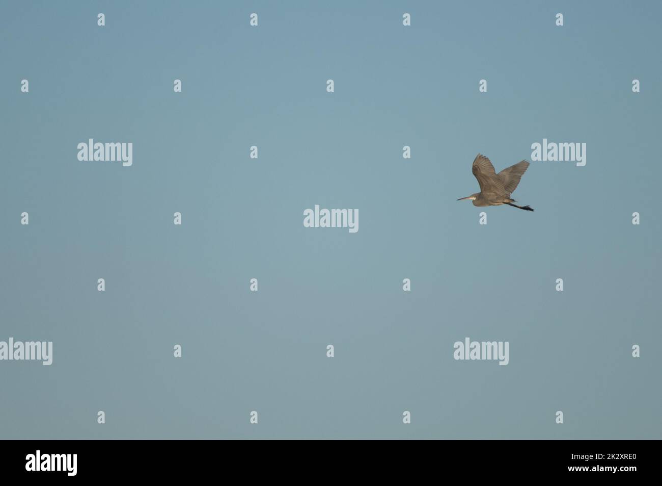 Morfo scuro dell'airone della barriera corallina occidentale Egretta gularis in volo. Foto Stock