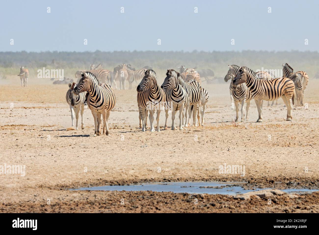 Pianure zebre in una buca d'acqua - Etosha Foto Stock