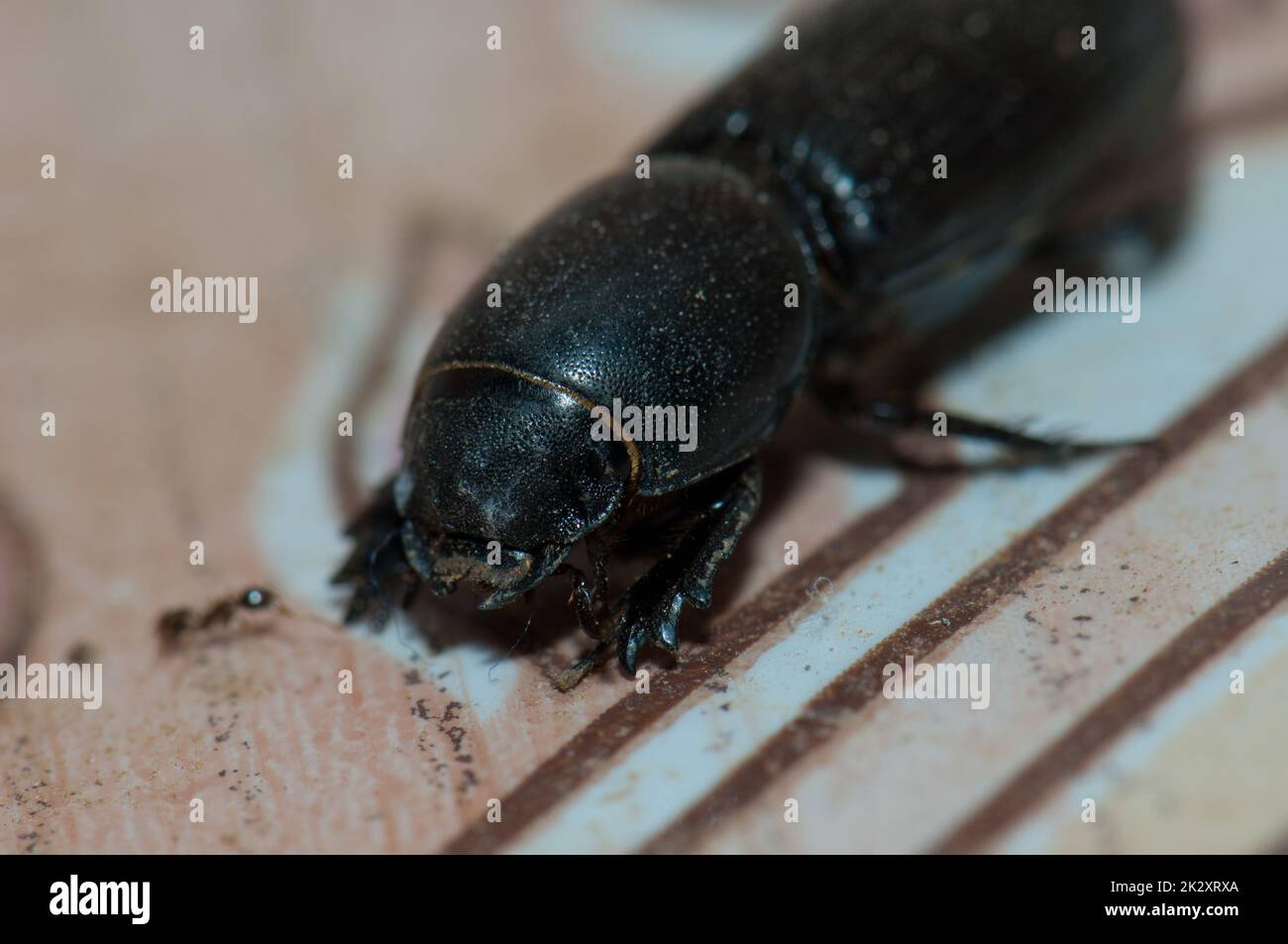 Scarabeo sul pavimento di una casa. Foto Stock