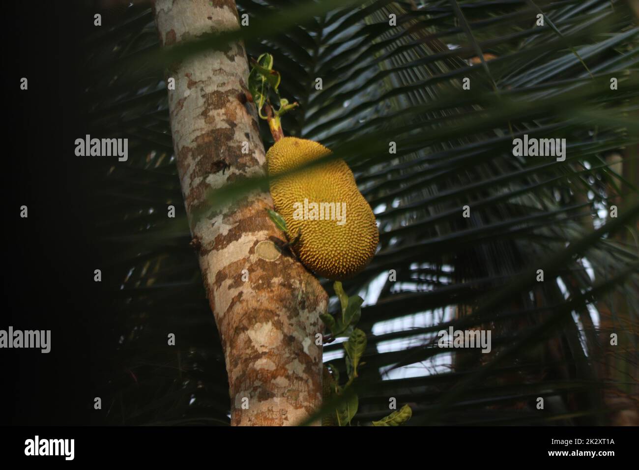 Una frutta di jack su un albero di frutta di jack Foto Stock