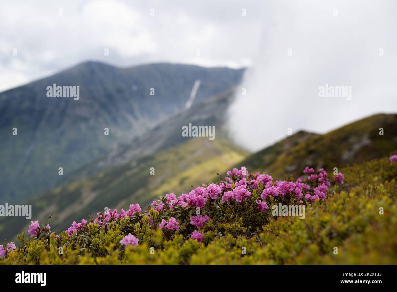 primo piano di fiori rosa rododendri sulla cima della montagna Foto Stock