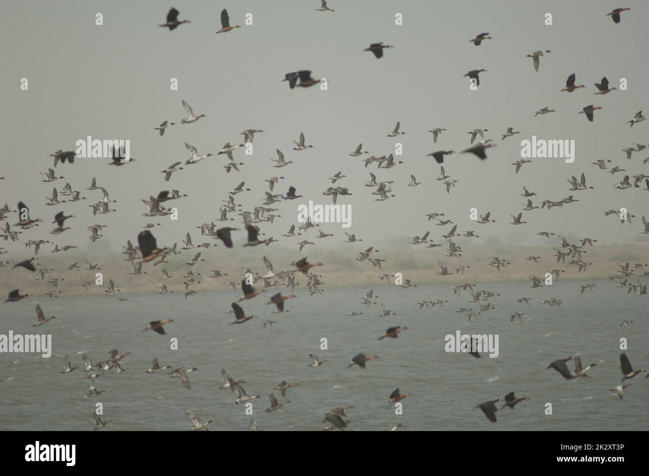 Le pinache settentrionali Anas acuta volano sullo sfondo. Foto Stock