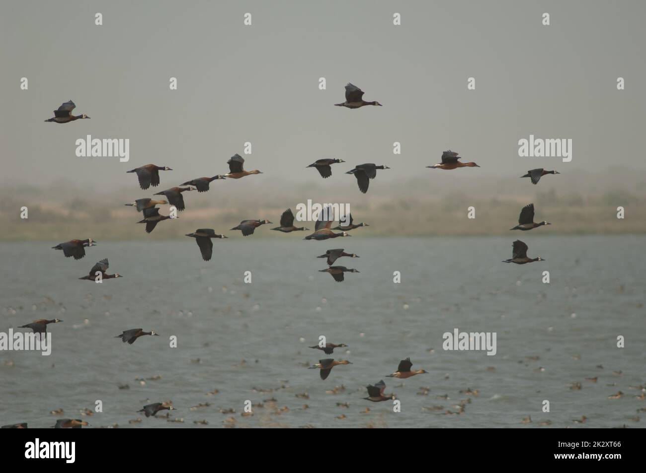 Anatre bianche e anatre fulvose. Foto Stock