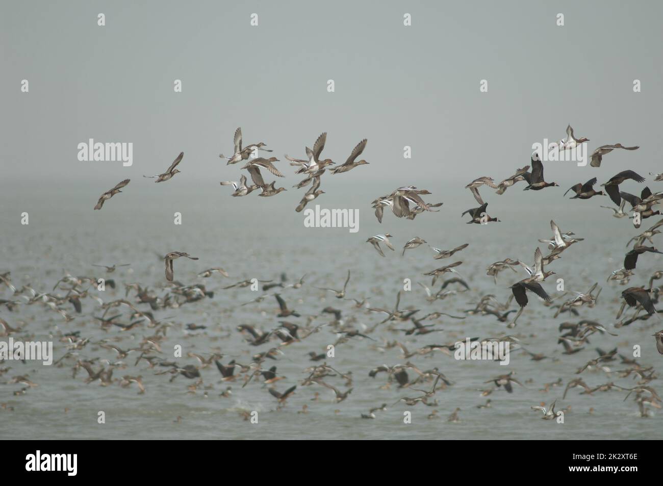 Gregge di anatre che prendono il volo in una laguna. Foto Stock