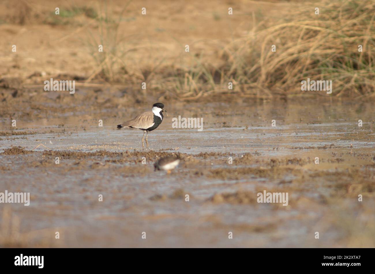 Vanellus spinosus, vangolante a forma di sperone, che mangia in una laguna. Foto Stock