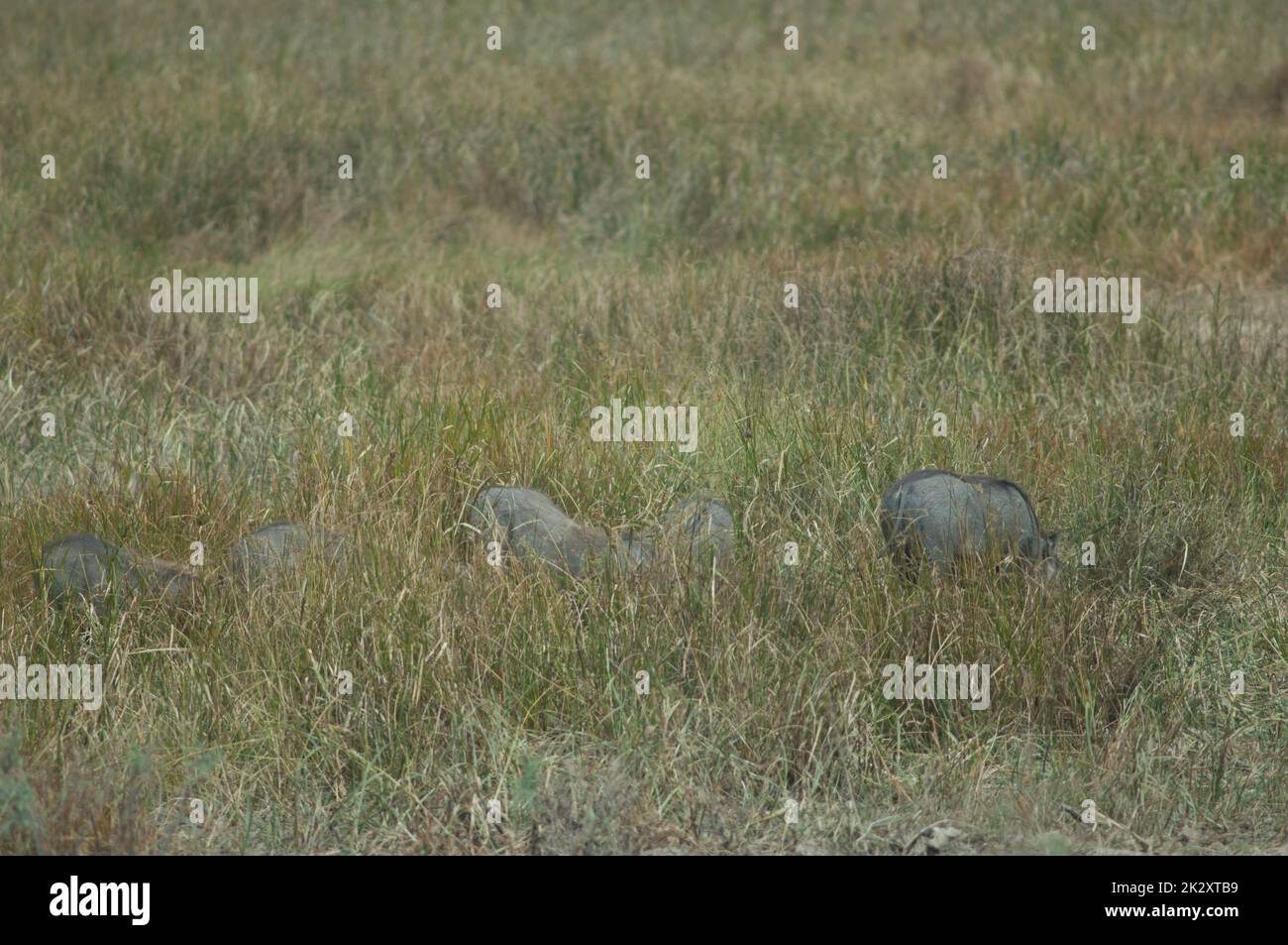 Nolan warthog Phacochoerus africanus africanus in erba. Foto Stock