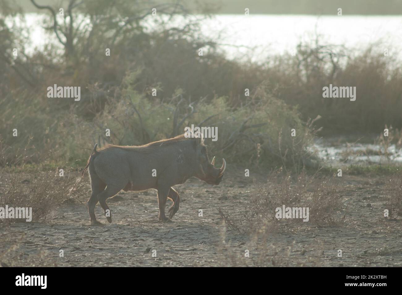 Nolan warthog nel Parco Nazionale Oiseaux du Djoudj. Foto Stock