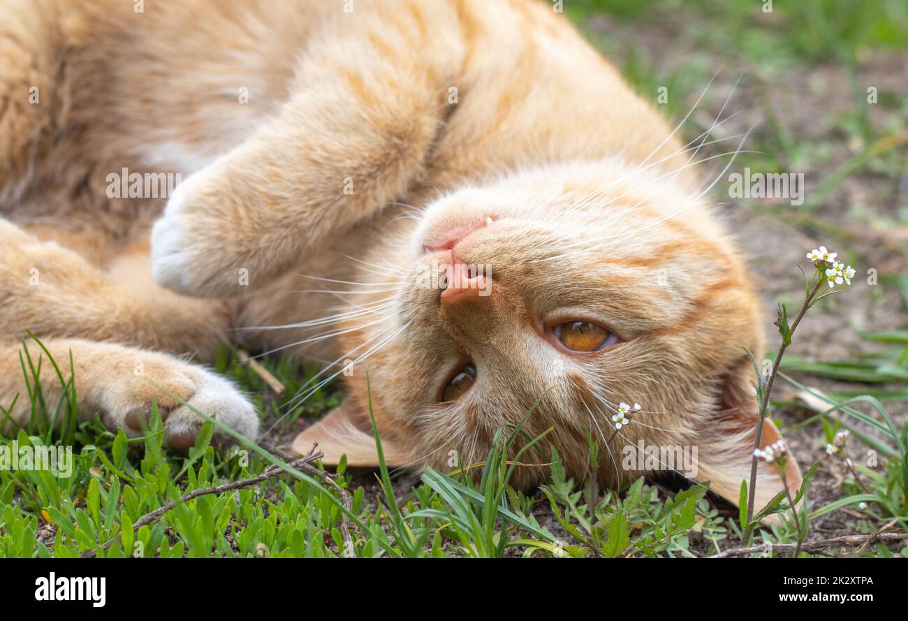 Primo piano di un gatto rosso domestico che riposa pacificamente a terra in una calda giornata estiva. Divertente gatto arancione tabby sta crogiolandosi al sole. Un simpatico animale domestico si trova sulla schiena sotto il sole primaverile sull'erba verde. Foto Stock