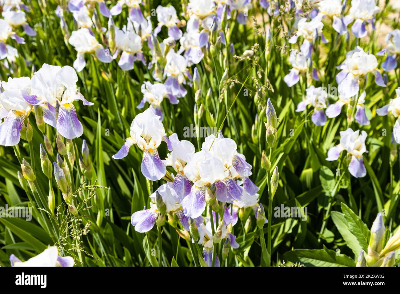 fiori viola iris al prato nelle giornate di sole Foto Stock