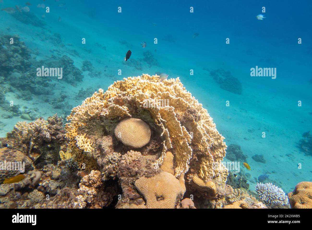 Colorata e pittoresca barriera corallina sul fondo del mare tropicale, coralli di fuoco e cervello, paesaggio subacqueo Foto Stock