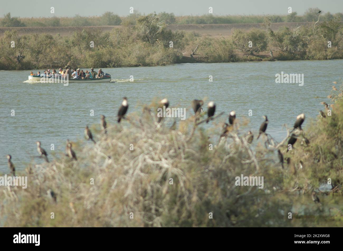 Turisti in barca e cormorani in primo piano. Foto Stock