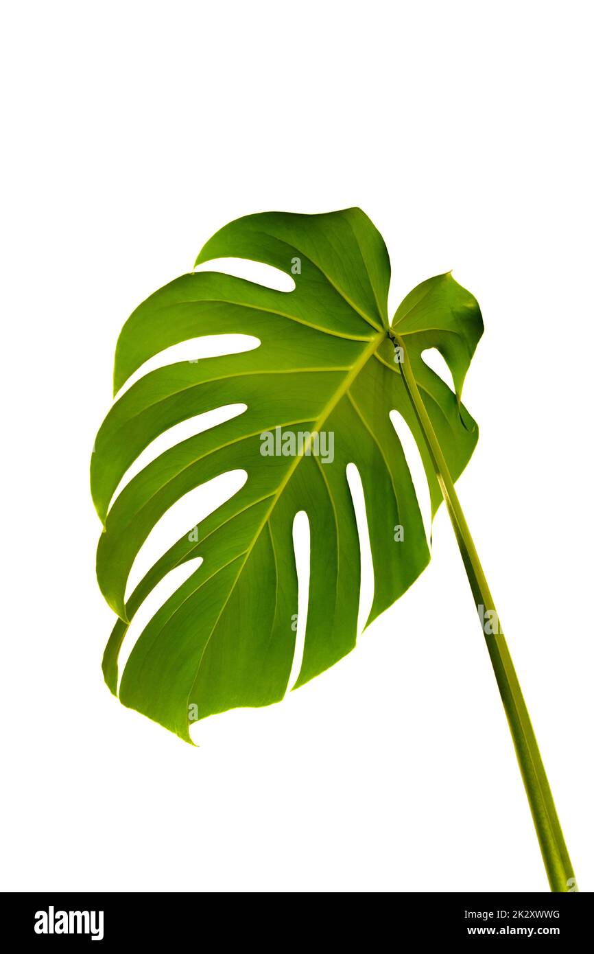 Monstera Deliciosa foglia vegetale isolata su fondo bianco puro. Foto Stock