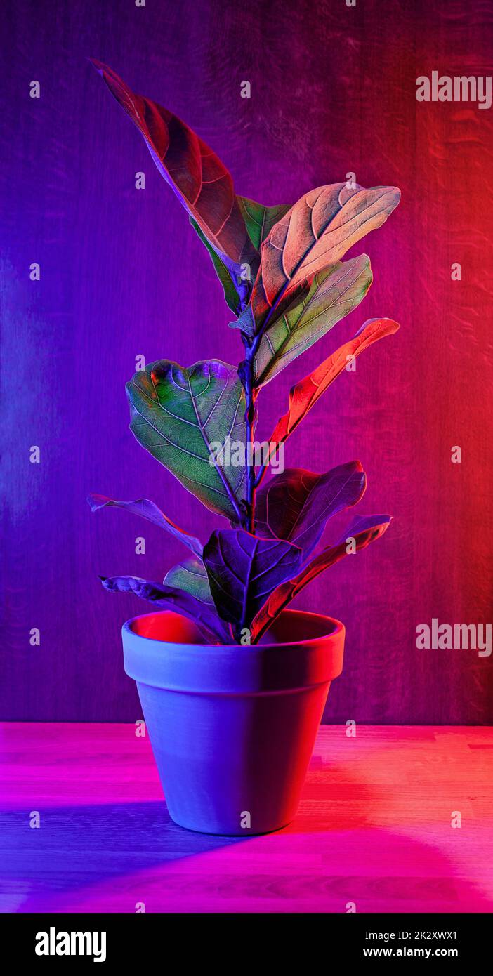 Bella lirata di Ficus in un vaso marrone su sfondo magenta scuro Foto Stock