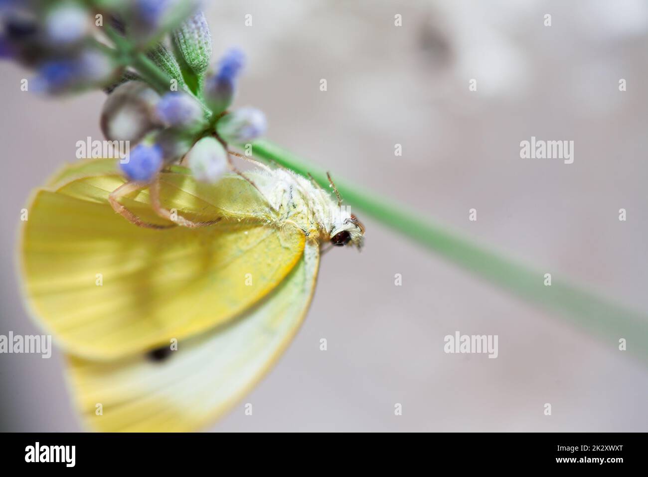un ragno di granchio sta mangiando una farfalla bianca del cavolo Foto Stock