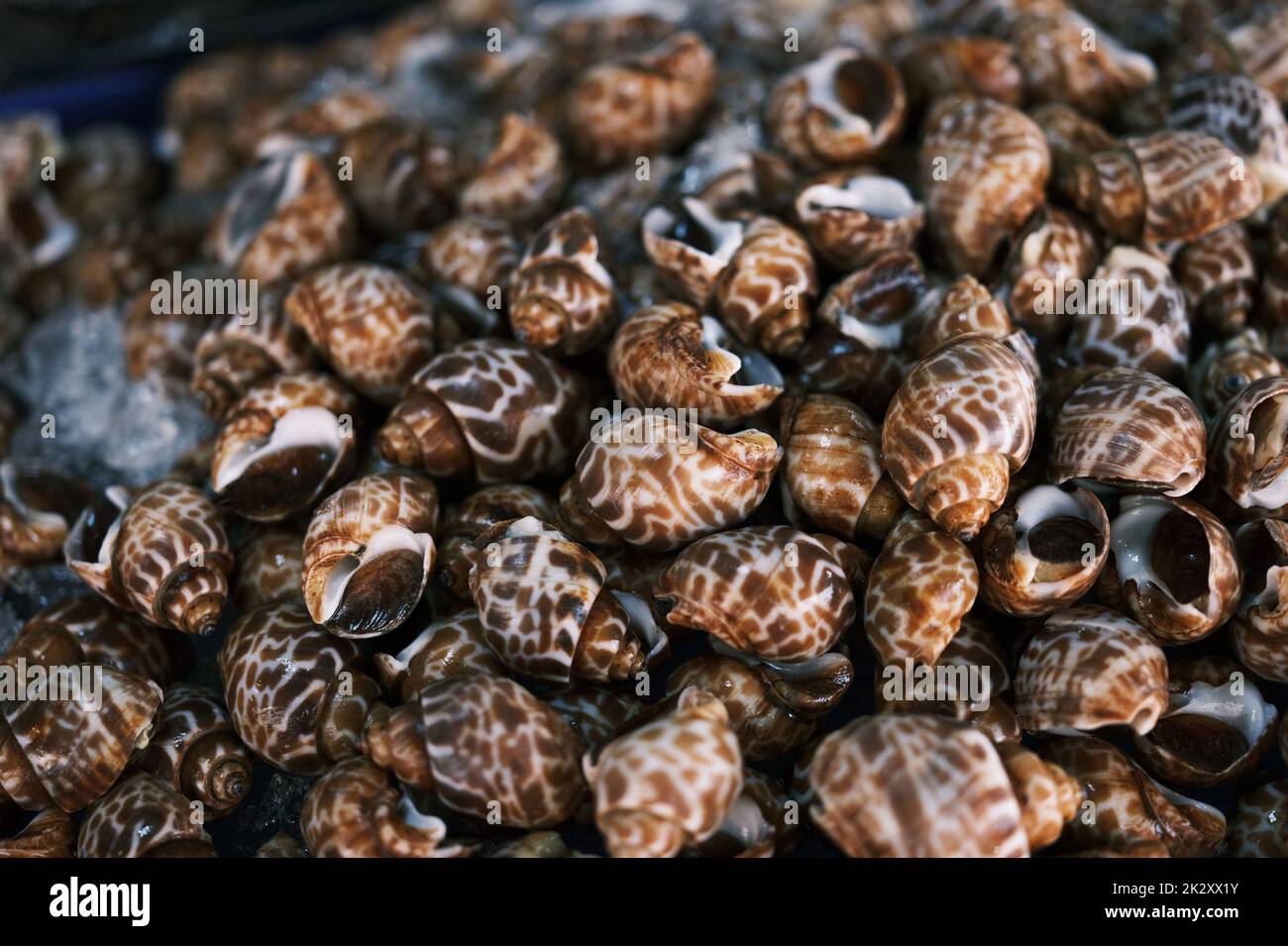 Lumaca dolce fresca cruda. Babylonia fresca areolata in background di mercato Foto Stock