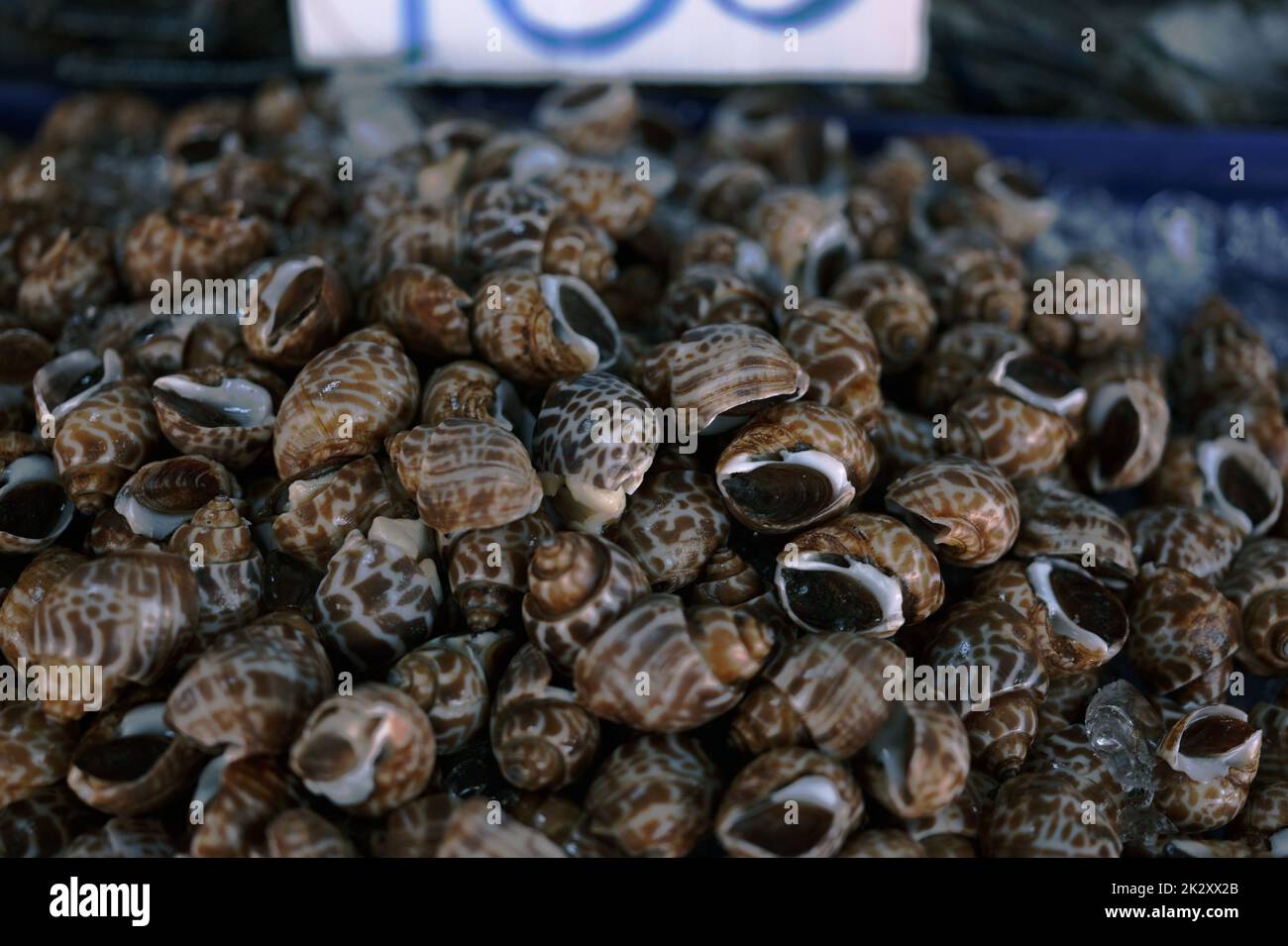 Lumaca dolce fresca cruda. Babylonia fresca areolata in background di mercato Foto Stock