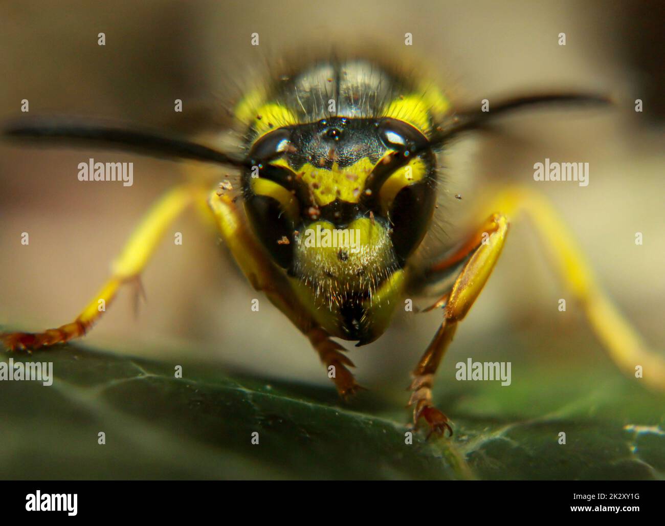 Un primo piano estremo di una vespa. Una vespa, Hymenoptera. Foto Stock