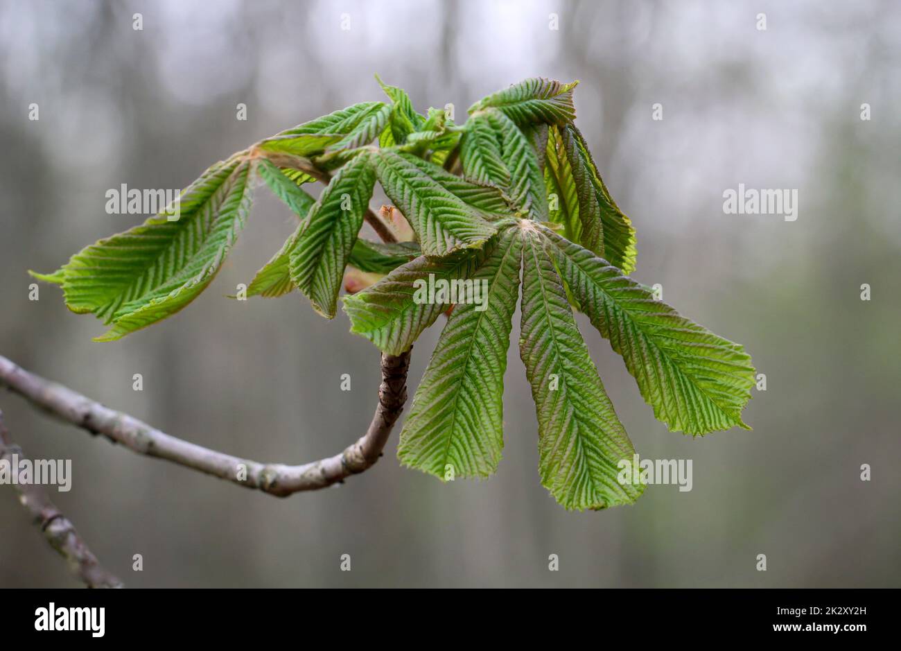 Le giovani foglie di una castagna, di un cavallo castagno in primavera. Foto Stock