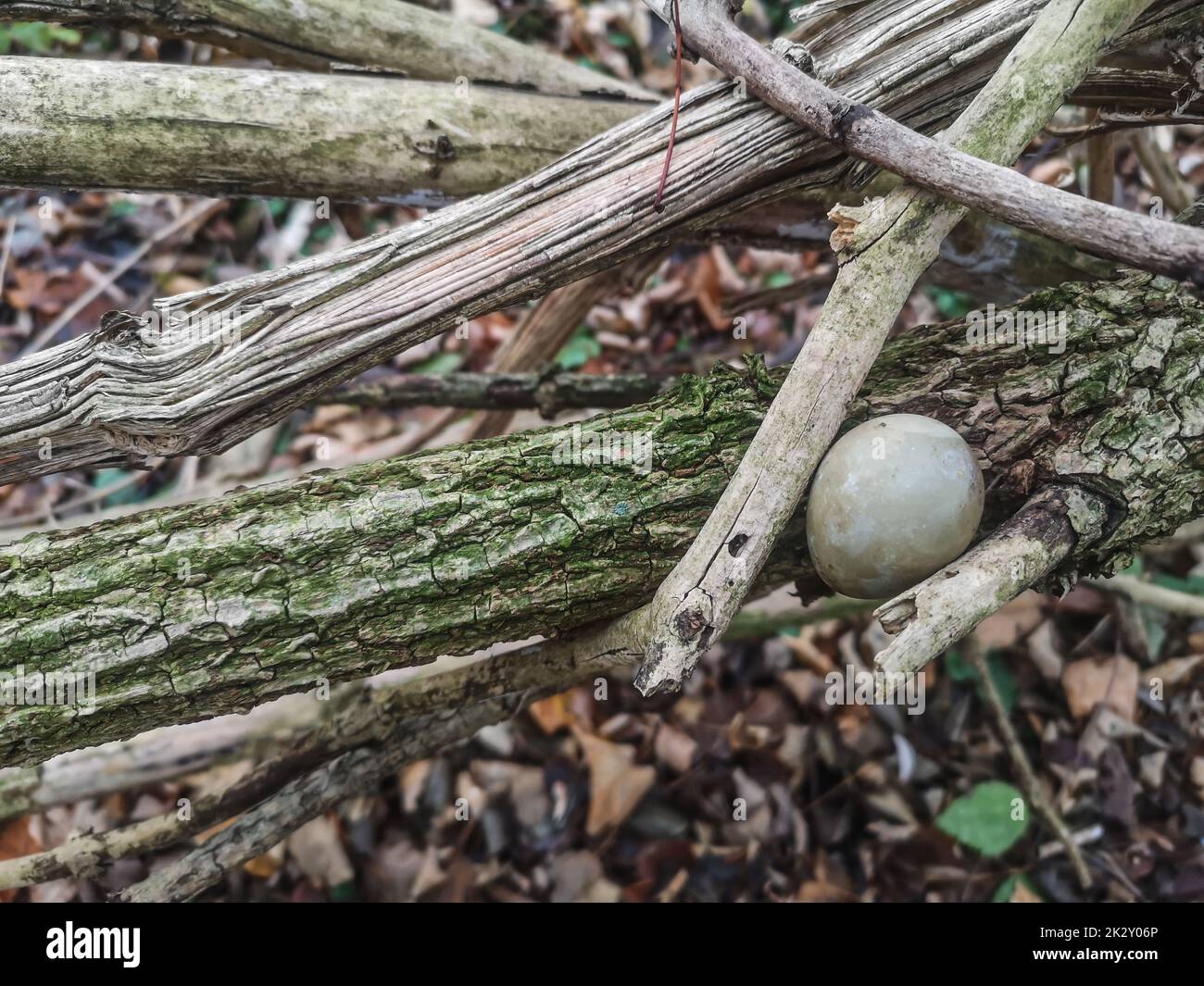 l'uovo piccolo si trova in una diramazione nella foresta Foto Stock