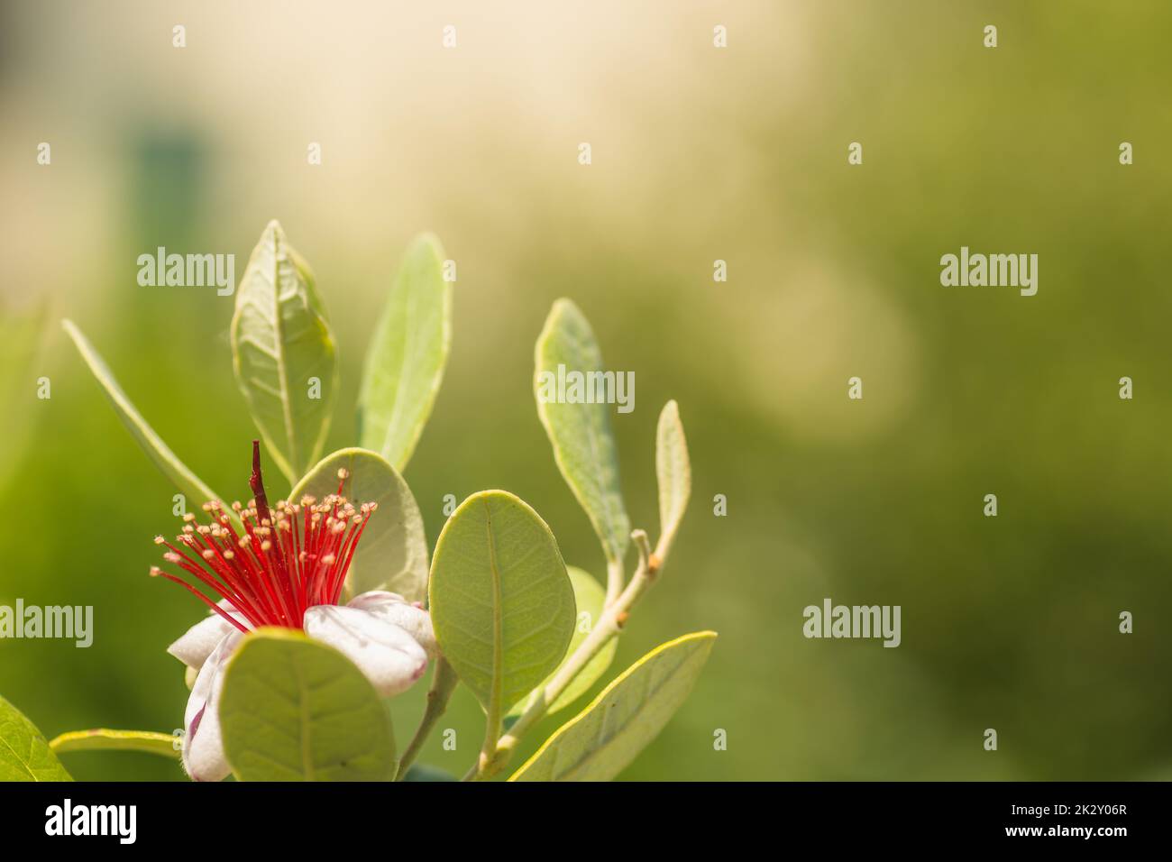 fiore singolo da una guava con sfondo verde Foto Stock