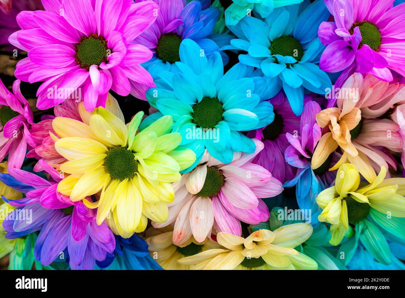 Sfondo con motivi floreali a margherita multicolore. Rainbow Daisies Foto Stock