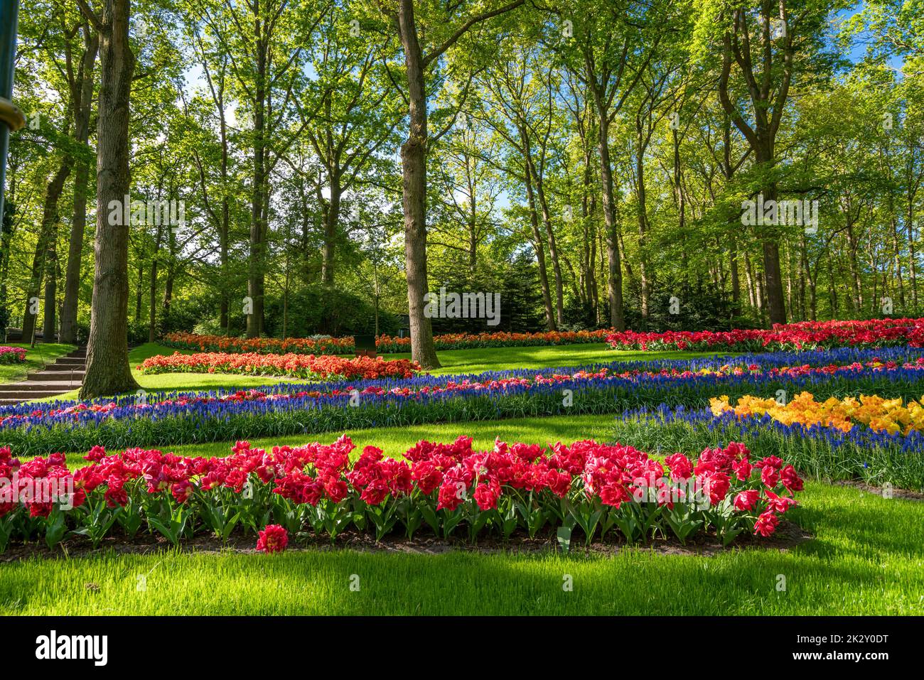 tulipani fiori su aiuole nel parco cittadino Foto Stock