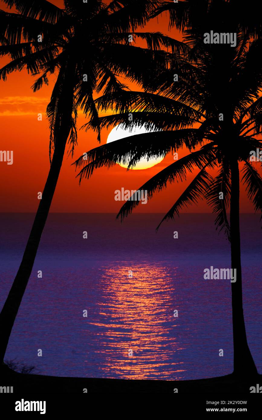 Bel tramonto. Palme scure silhouette su sfondo colorato tropicale tramonto oceano Foto Stock