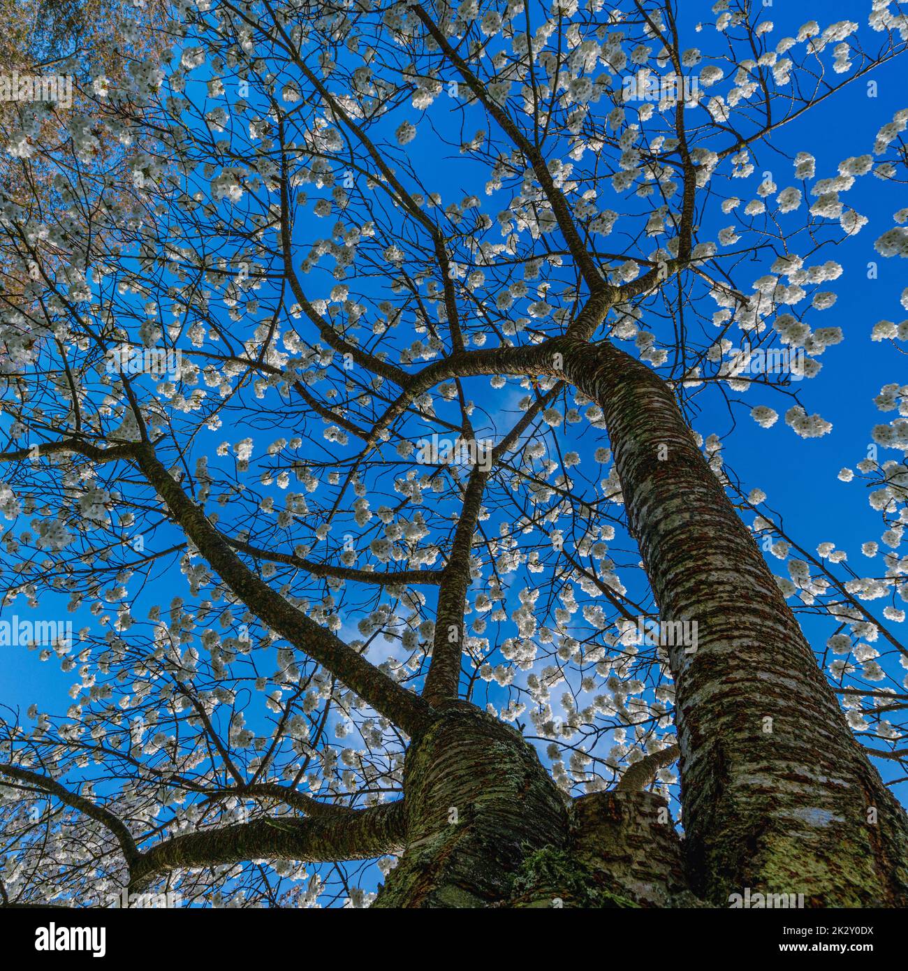 Fiori bianchi e rosa. Bella scena naturale con un albero fiorito. Fiori di primavera. Bellissimo giardino Foto Stock