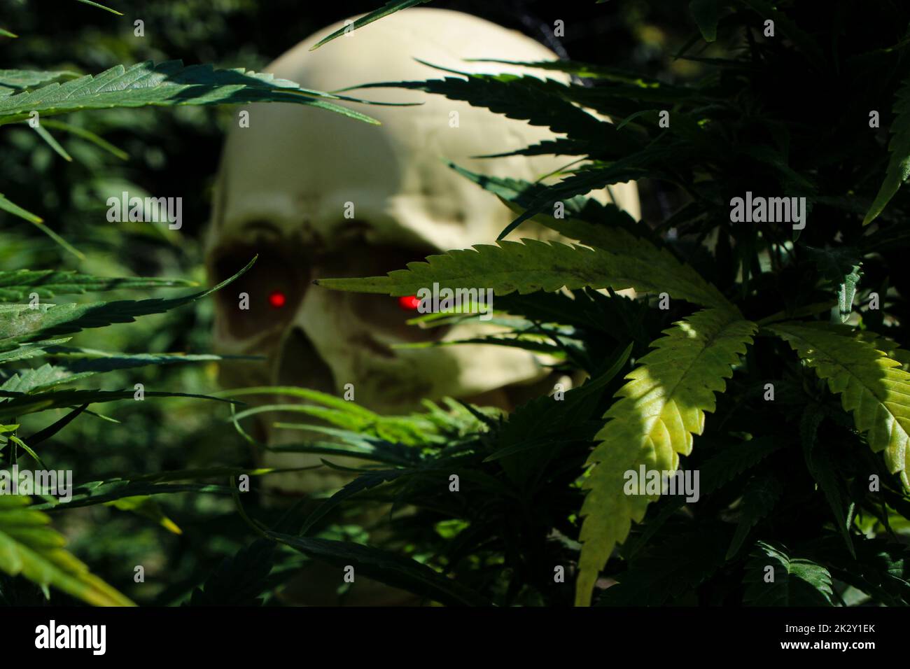 Nascondersi nelle piante di cannabis è uno scheletro che si nasconde dietro qualcosa Foto Stock