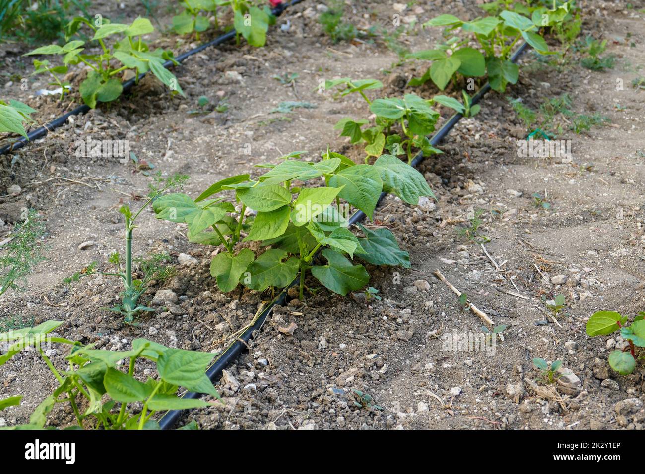 pianta di fagiolo nel giardino, nuovi germogli di fagiolo piantati in file, innaffiare le piante con il sistema di gocciolamento Foto Stock