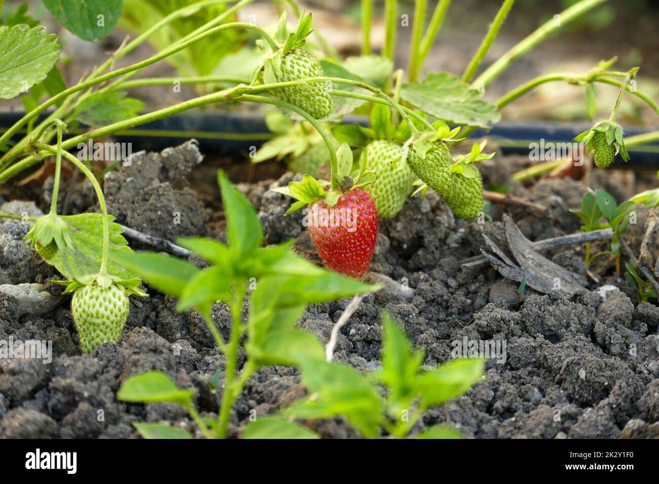 coltivazione di fragole nel terreno, irrigazione di piante di fragole con sistema di gocciolamento Foto Stock coltivazione di fragole nel terreno, irrigazione di piante di fragole con sistema di gocciolamento Foto Stock