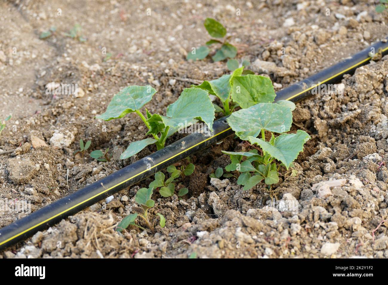 piante di cetriolo naturale in giardino, nuovi germogli di cetriolo, innaffiare le piante con il sistema di gocciolamento Foto Stock