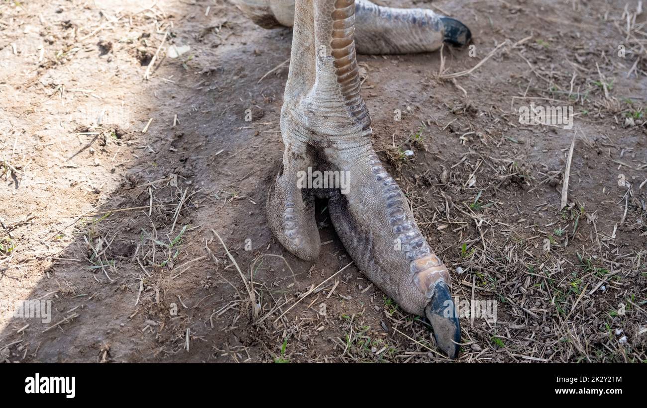 Primo piano di uno struzzo lunghe gambe con grandi artigli. Zampe di struzzo africane con due dita. Grandi gambe di uccelli con pelle legata Foto Stock