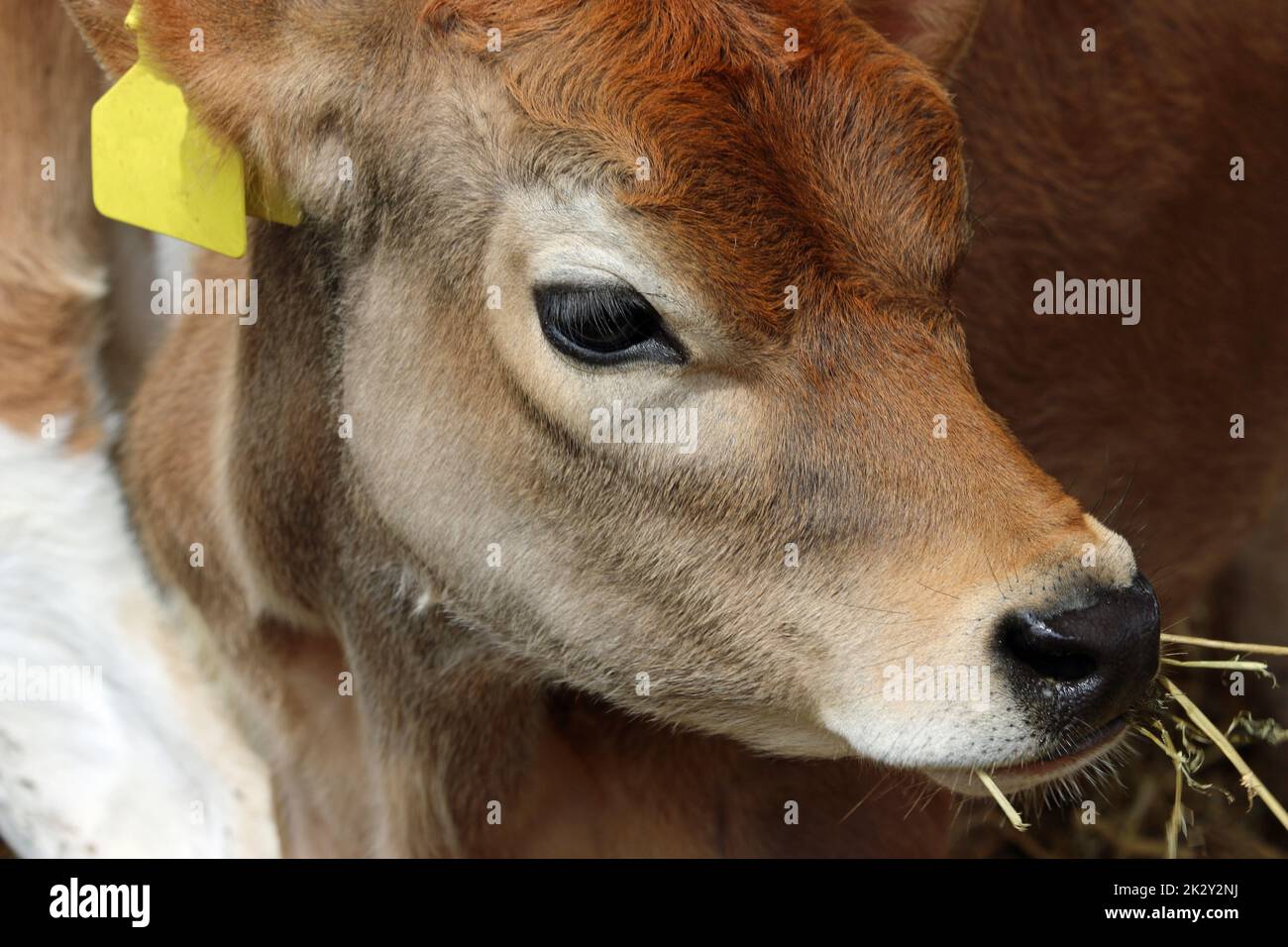 Guernsey vitello di vacca in un fienile Foto Stock