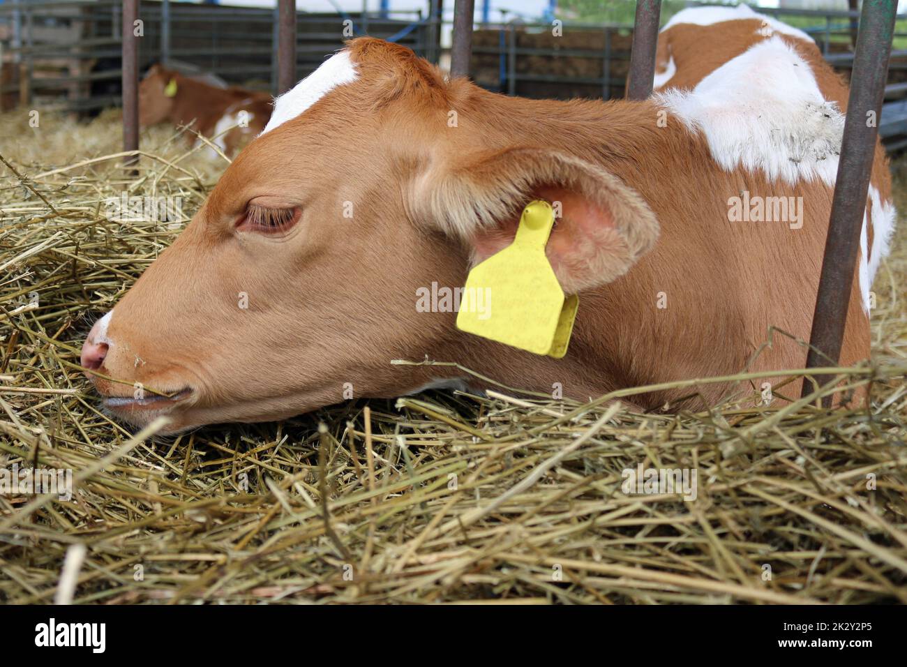 Guernsey vitello di vacca in un fienile con paglia Foto Stock