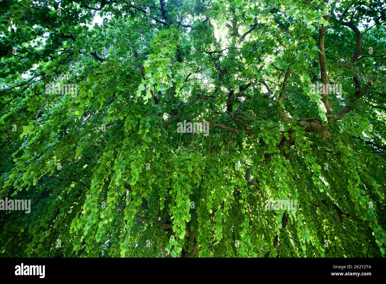 Verde alberi di foresta sfondi Foto Stock