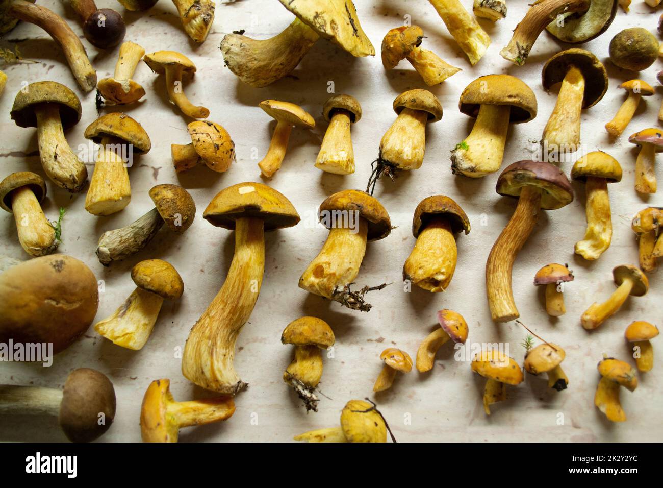 Vista dall'alto dei funghi commestibili della foresta. Xerocomus subtomentosus su tavola rustica. Foto Stock