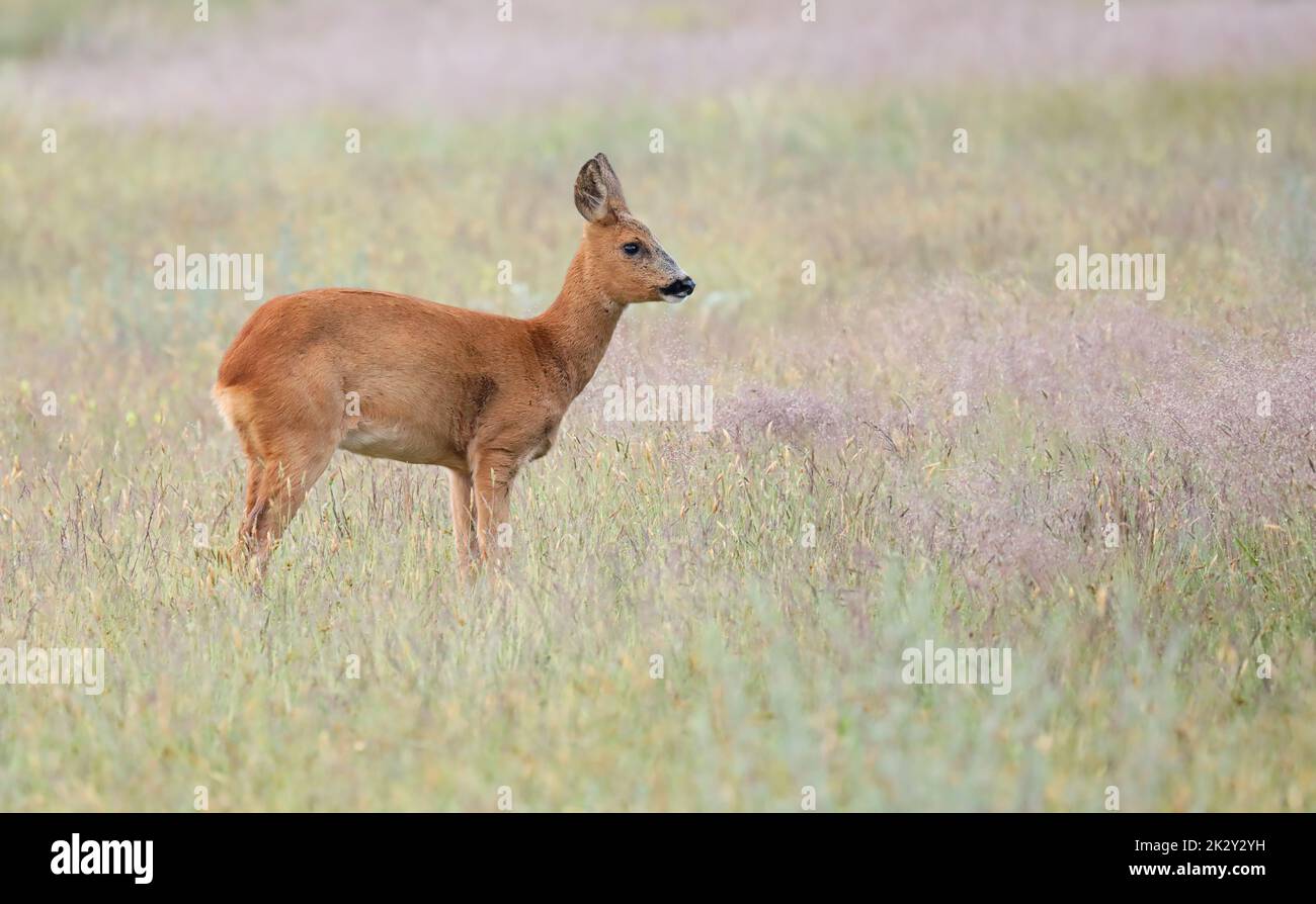 Capriolo, capreolus capreolus, pegno guardando lateralmente su un'ombra Foto Stock