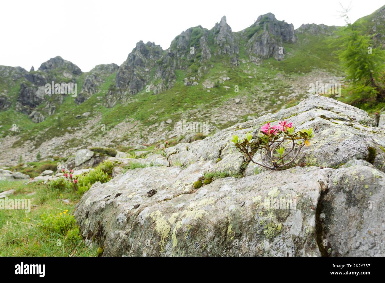 Arbusto di Rhododendron sulla roccia. Primo piano sulla natura. Paesaggio di montagna Foto Stock