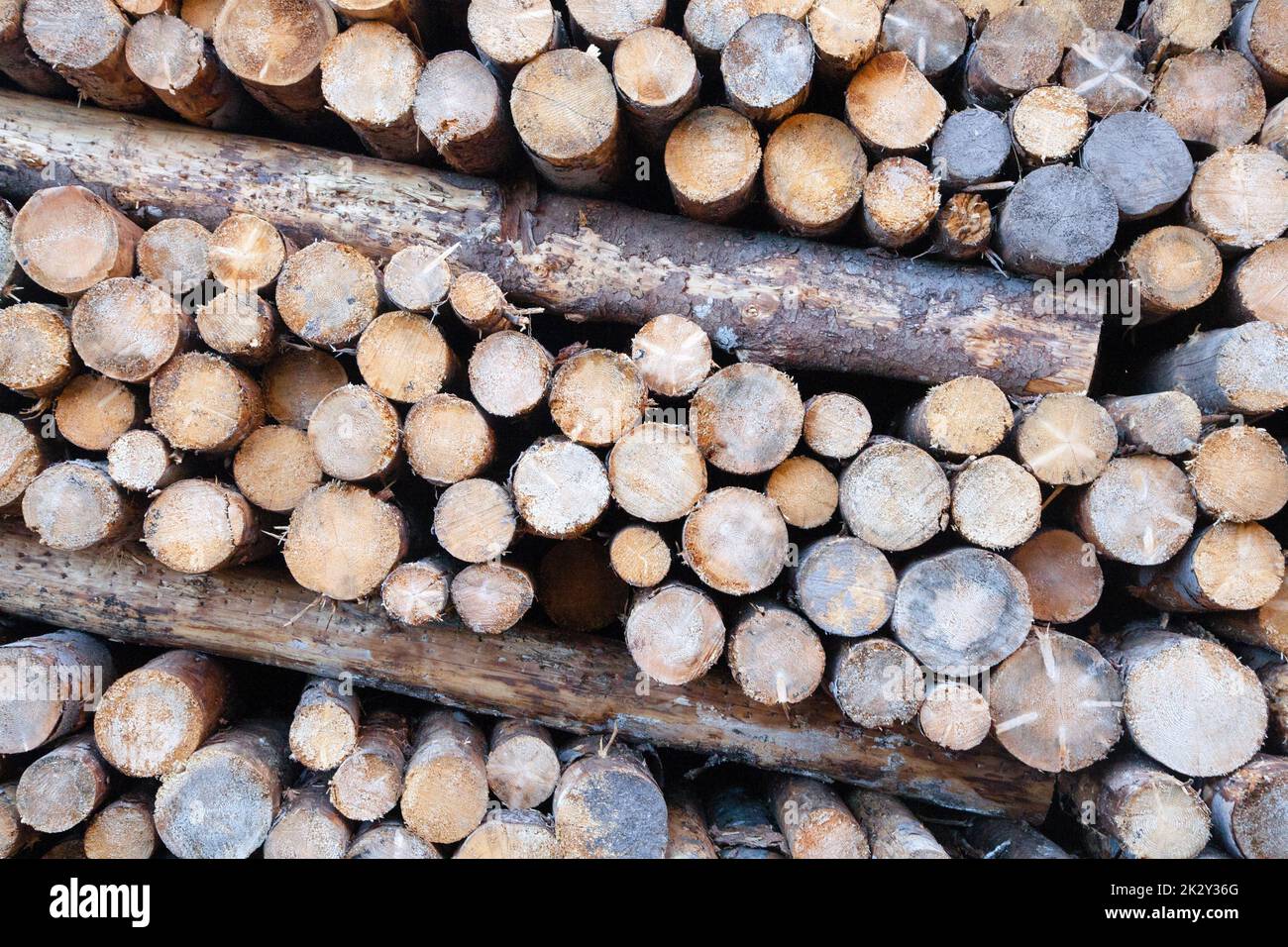 Fondo di tronchi di pino tagliato. Effetti di tempesta di Vaia Foto Stock