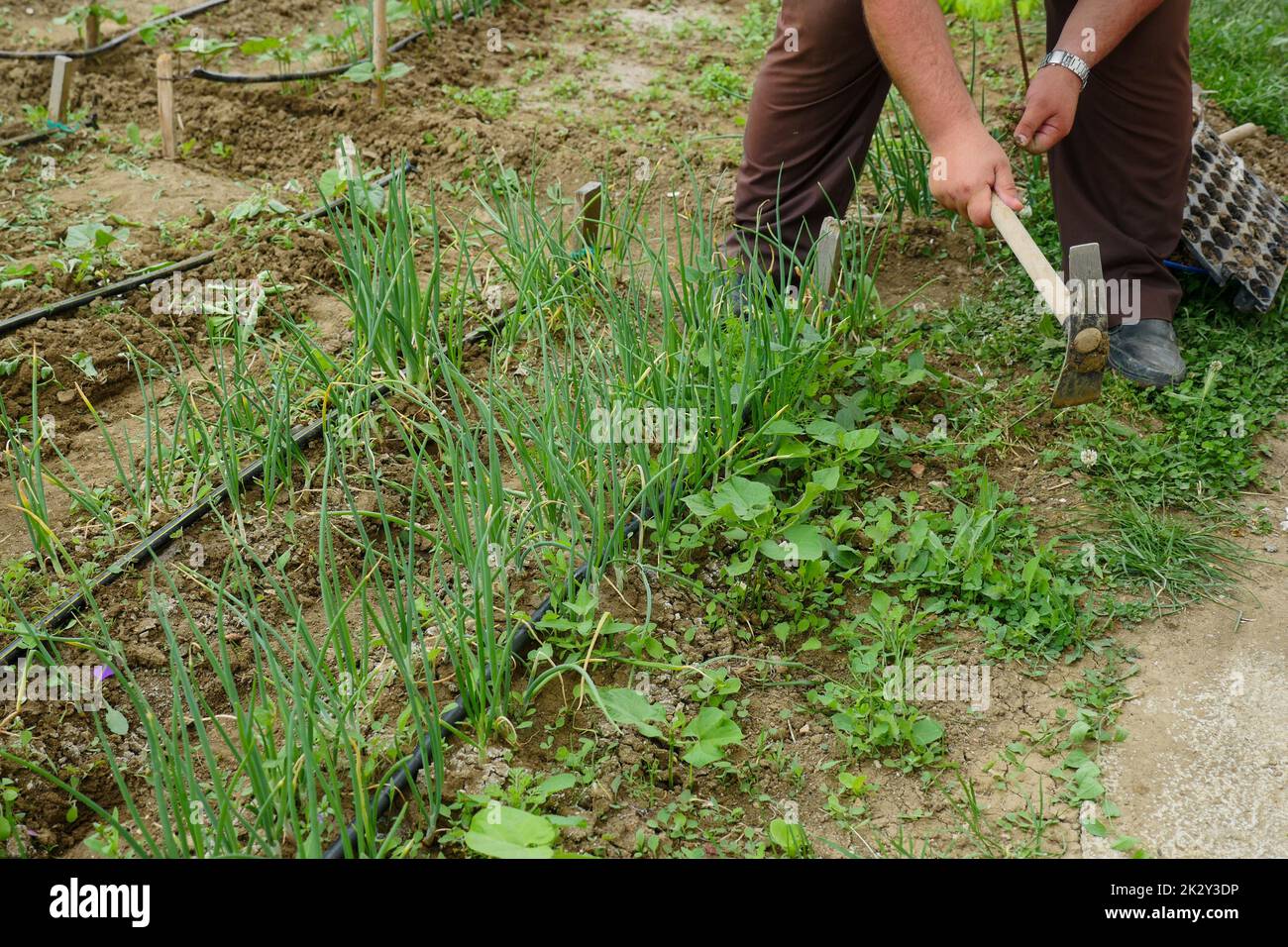 un giardiniere che fa un giardino, che fa una zappa manuale Foto Stock