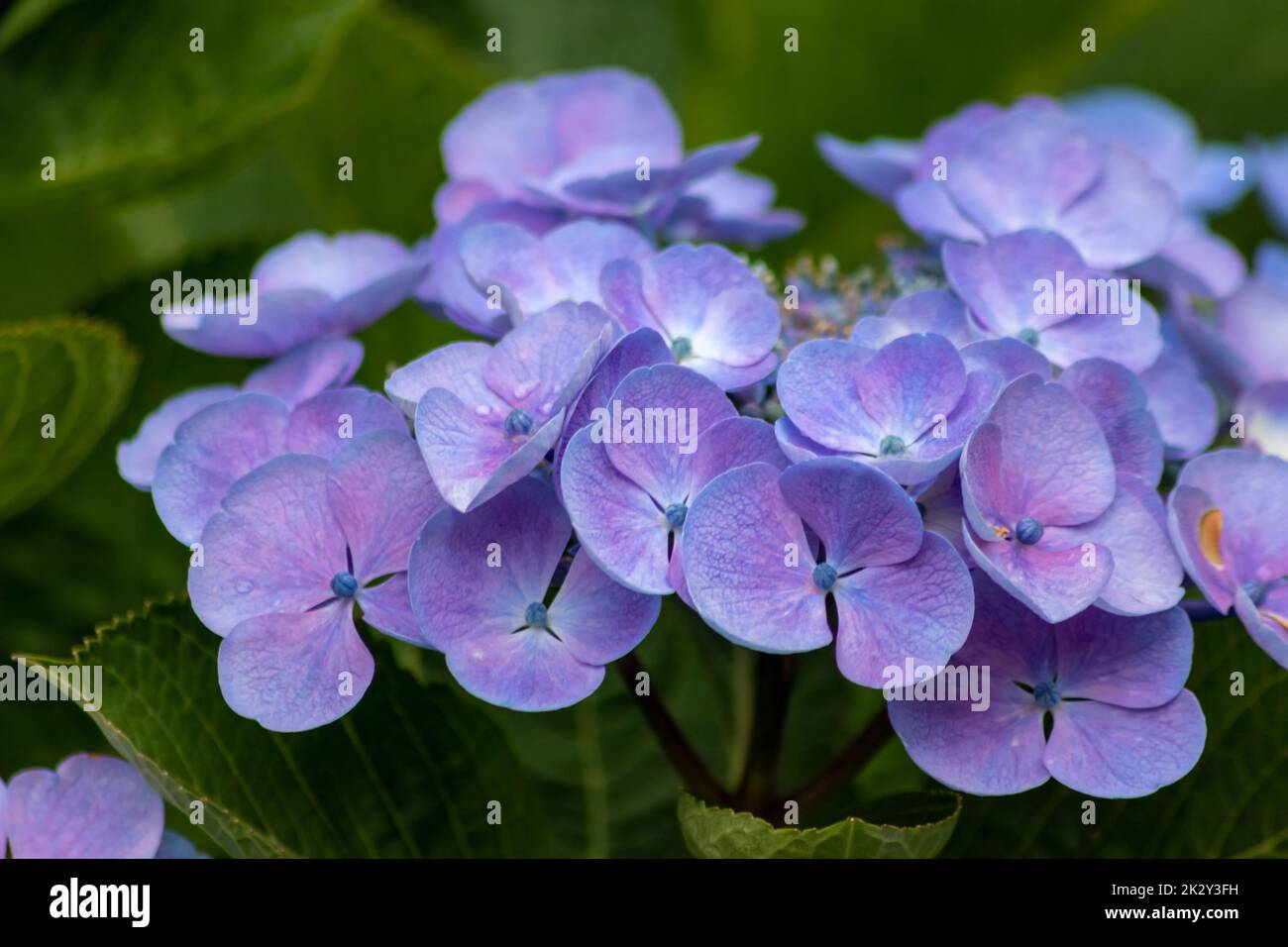 Fiori blu tenera con una messa a fuoco selettiva come sfondo sfocato verde fuoco anteriore mostrano la fragilità della bellezza naturale idilliaco giardino scenario nelle città urbane guerilla giardinaggio Foto Stock